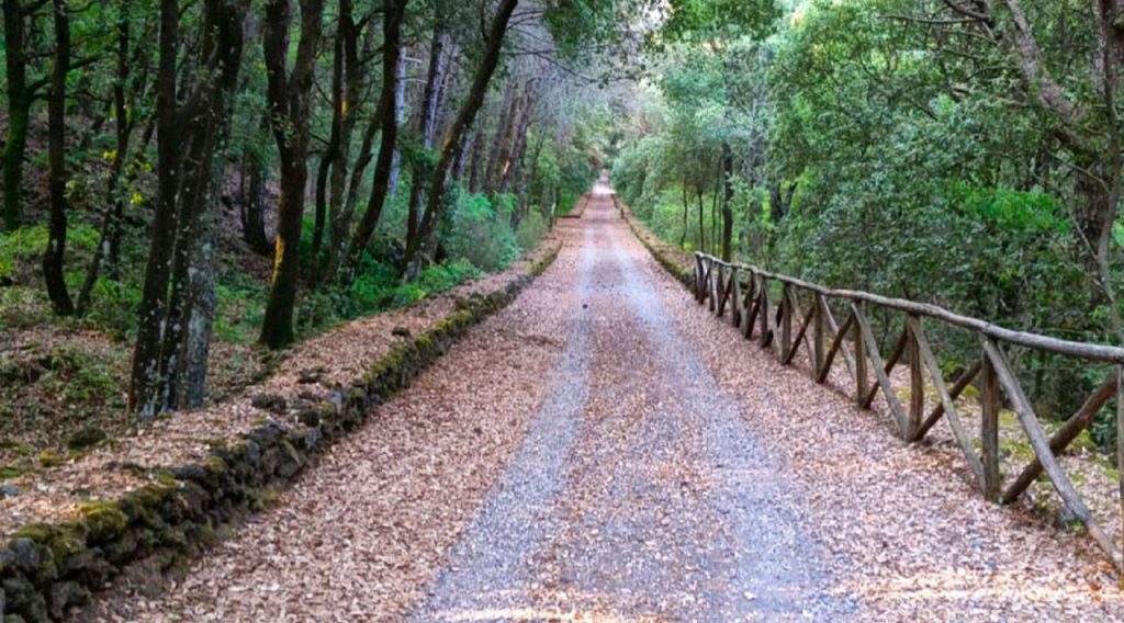 A imagem mostra uma trilha cercada por árvores densas em ambos os lados, com folhas caídas no caminho. O cenário é natural e tranquilo, com uma cerca de madeira acompanhando a trilha à direita. A vegetação ao redor é verde e exuberante, criando uma atmosfera de tranquilidade e imersão na natureza.